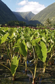 Kalo